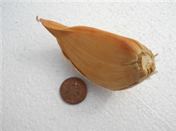 Elephant Garlic Bulbs - Very large, somewhat yellowish bulbs with monstrously large cloves, mild flavor, easy to grow, perfect for home gardens, Allium ampeloprasum