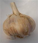 German Red Garlic