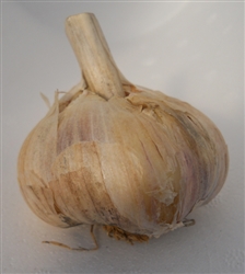 German Red Garlic â€“ Non-GMO, Heirloom Variety â€“ Close-up of German Red garlic bulbs with white wrappers and a pinkish-red tinge, showing their large, flattened size and easy-to-peel cloves, ideal for planting and cooking.