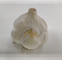 Close-up of Silver Rose garlic showing smooth, pearly white wrappers