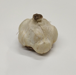 Italian Red garlic bulbs with smooth white skins and large cloves
