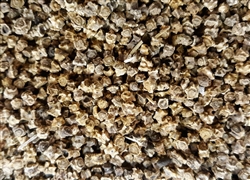 Sugar Beet