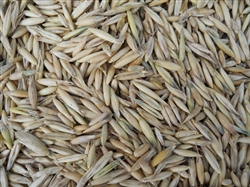 Grain Oat Seed