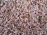 Abruzzi Rye Grain Seed