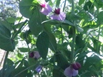 Austrian Winter Peas Forage Cover Crop Seed