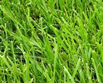 Kentucky 31 Fescue Grass Seed
