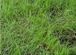 Creeping Red Fescue Grass Seed