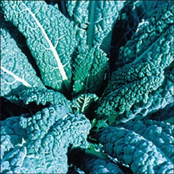Lacinato (Dinosaur) Kale plant with tall, dark blue-green savoyed leaves in garden bed