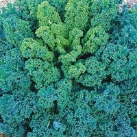 Dwarf Blue Scotch Kale Plants