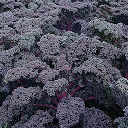 Redbor Kale Plant