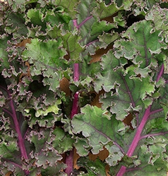 Curly Roja Kale Plant