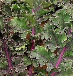 Heirloom Curly Roja Kale with purple stems and frilled foliage