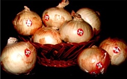 Freshly harvested Texas 1015Y onions with golden skin and white flesh, known for their sweet flavor.