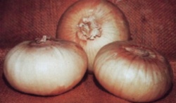 Freshly harvested Yellow Granex onions with golden yellow skin and flat, globe-shaped bulbs.