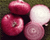 Freshly harvested Red Burgundy onions showing rich red skins and round, firm bulbs.