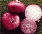 Freshly harvested Red Burgundy onions showing rich red skins and round, firm bulbs.