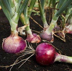 Candy Red Onions growing in full sun with green tops and vibrant red bulbs in garden soil.