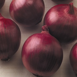 Red Wing Onion Plants (Long Day) - Bold and spicy flavor, vibrant red color, large uniform bulbs, available online with free shipping from Piedmont Farm and Garden