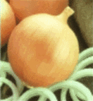 Yellow Spanish Onion Plants (Long Day) - Mild and sweet flavor, golden yellow bulbs, large uniform harvest, available online with free shipping from Piedmont Farm and Garden
