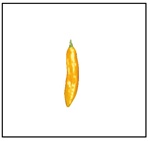 Aji Yellow Pepper