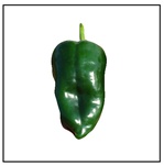 Anchio 101 Mild Pepper Plant