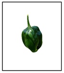 Ancho Gigantea Mild Pepper Plant