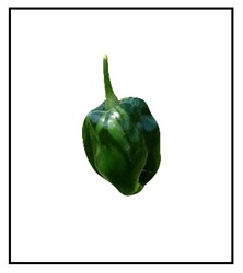 Ancho Gigantea Mild Pepper Plant