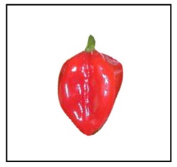 Habanero Caribbean Red Pepper