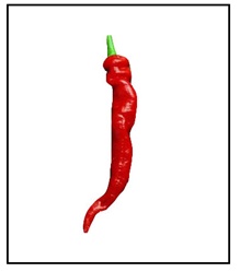Cayenne Long Red Thick Pepper