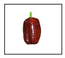 Chocolate Bell Pepper Plant