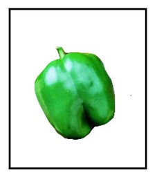 Fajita Bell Pepper Plant