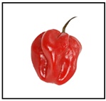 Habanero Red Pepper