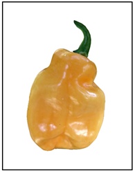 Habanero Peach Pepper