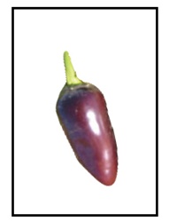 Jalapeno Purple Pepper