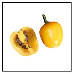 Manzano Yellow Pepper
