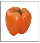 Orange Sun Bell Pepper Plant