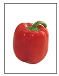 Red Beauty Bell Pepper Plant