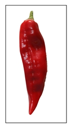 Sahuaro Biggie Chili Pepper