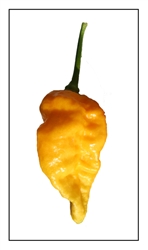 Bhut Jolokia Yellow Ghost Pepper