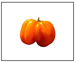 Habanero Pumpkin Pepper