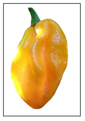 Habanero Big Sun Pepper Plant