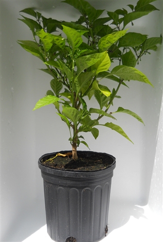 Carolina Reaper Live Plant 1 Gallon Pot 