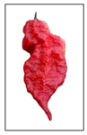 Jay's Red Ghost Scorpion Pepper