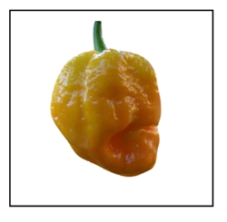 7 Pot Yellow Pepper