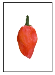 Antillais Red Caribbean Pepper