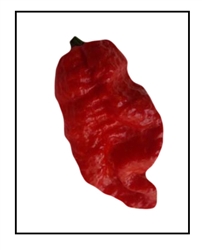 7 Pot Bhutlah Bubblegum Red Pepper