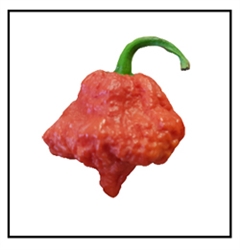 MA Wartyx Pepper