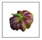 Aji Cachucha Purple Splotched Pepper