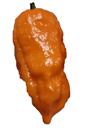 Orange Cream Bhut Jolokia Pepper