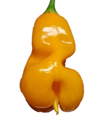 Erotico Orange Pepper